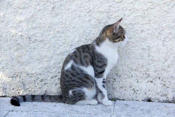 istock Little cute cat sitting on the wall. 955149158
