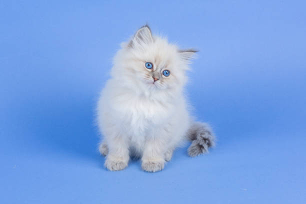 istock Portrait of Siberian kitten 955152732