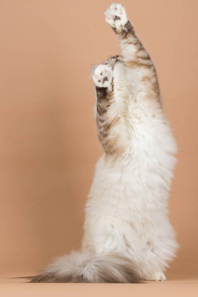 istock Portrait of Siberian cat 955153576