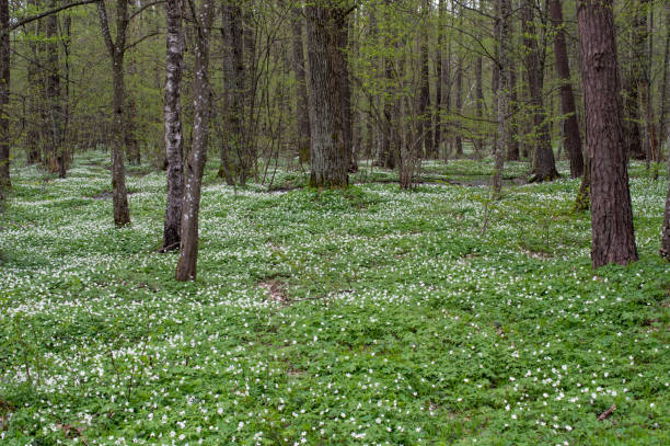 istock Glade in the forest with flowers. 955157170