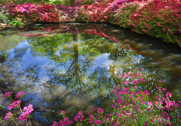 Azalea flowers in May Colourful azalea blossoms beneath oak trees reflected in a still pond. Richmond Park in London richmond park stock pictures, royalty-free photos & images