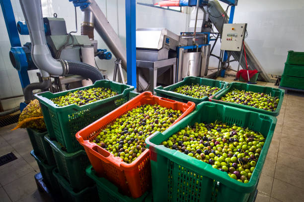 istock Production of extra virgin olive oil, cold processing 955157746
