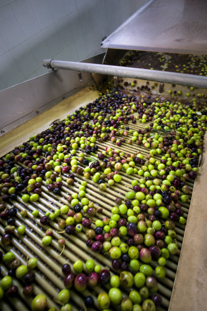 istock Production of extra virgin olive oil, cold processing 955158090