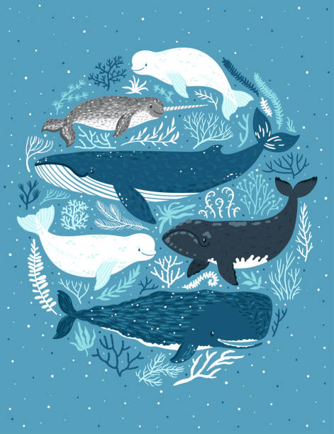 ilustraciones, imágenes clip art, dibujos animados e iconos de stock de conjunto de vector de las ballenas. ilustración de los mamíferos marinos: narval y ballena azul, ballena beluga, ballena blanca, ballena de esperma. cartel infantil con algas de mar animales ans. - cachalote