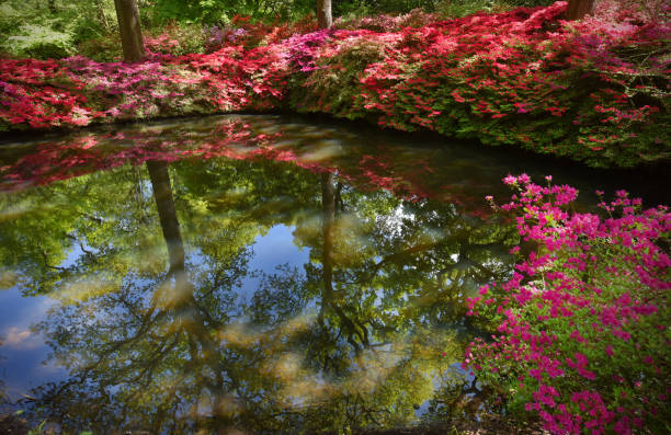 istock Azalea flowers in May 955158340