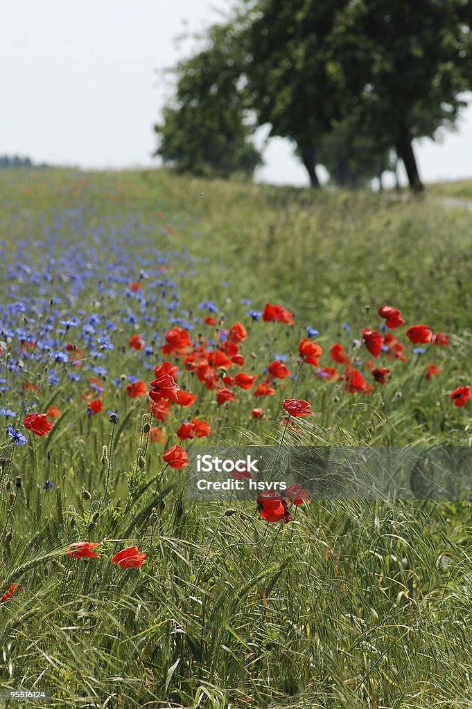 赤 poppies cornflowers 、ブルー - カラー画像のロイヤリティフリーストックフォト