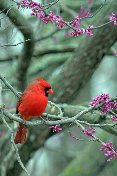 istock Portrait of redbird 955161848