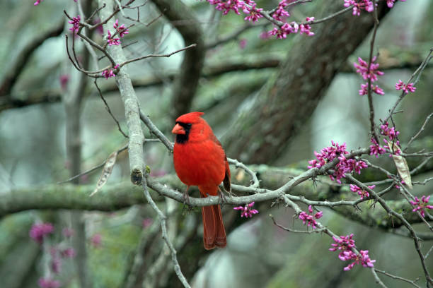 istock Red bird and Purple buds 955161954
