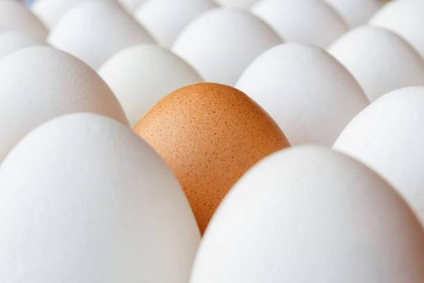 istock Brown chicken egg among white eggs in cardboard tray 955166836