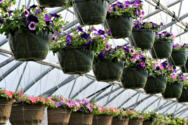 Several baskets of fresh pink and purple petunia flowers hanging in a row in a greenhouse garden center.