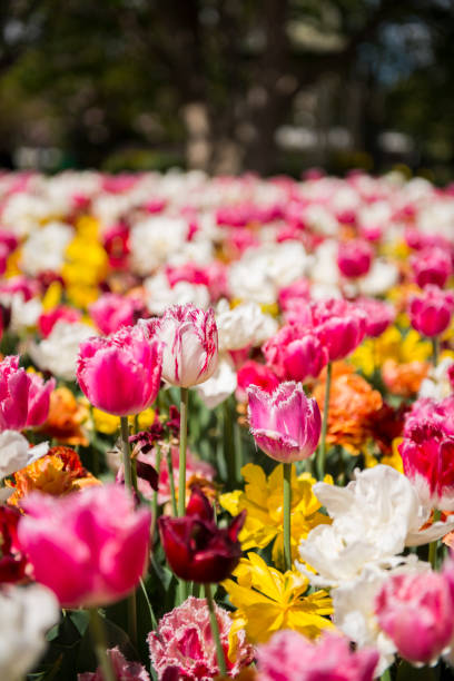 istock Tulip festival in Australia 955169674