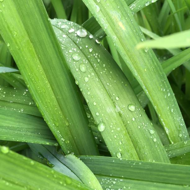 istock Green leaves after the rain 955169898