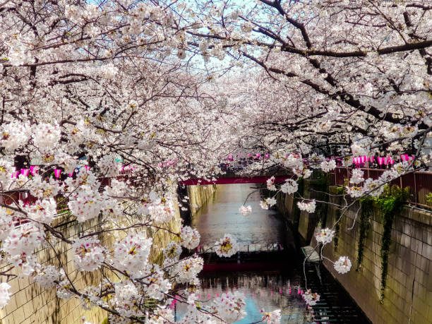 istock Beautiful white cherry blossom or sakura full bloom at the Meguro 955170258