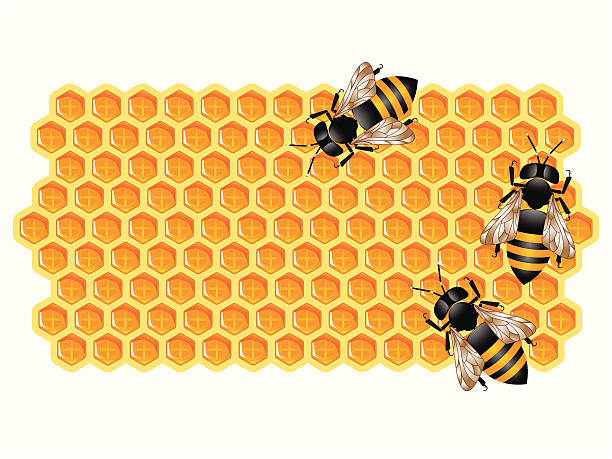 Working Bees and Honeycomb  bee water stock illustrations