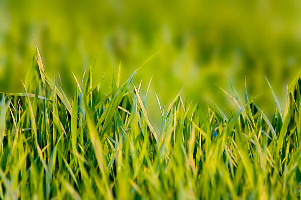 green grass  yellowing grass stock pictures, royalty-free photos & images