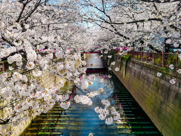 istock Beautiful white cherry blossom or sakura full bloom at the Meguro 955172368