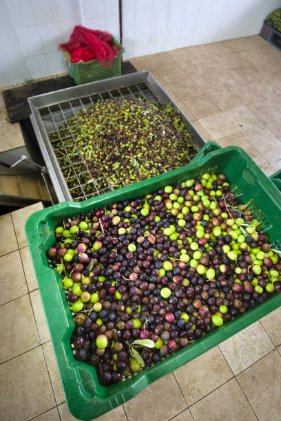 istock Production of extra virgin olive oil, cold processing 955172382