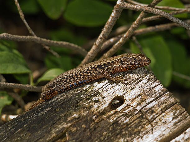 istock Lizard on a log of wood 95517241