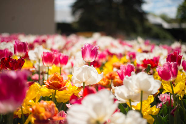 istock Tulip festival in Australia 955172454