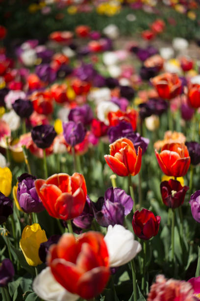 istock Tulip festival in Australia 955175104