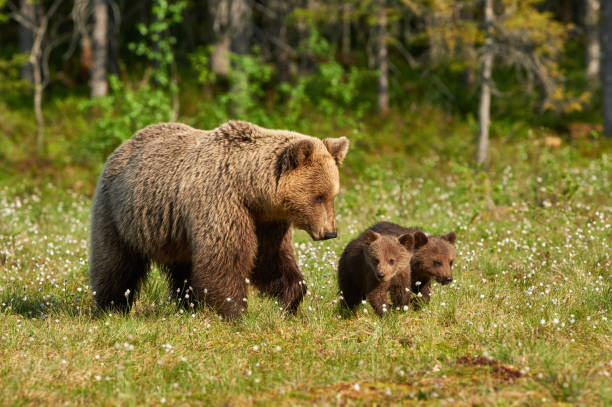 istock Mother brown bear and her cubs 955175272