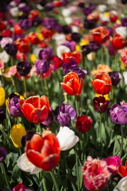 istock Tulip festival in Australia 955175428