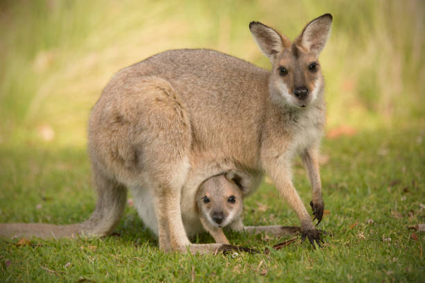 Red-neck Wallaby. Red-neck Wallaby with joey in pouch looking at the camera. wallaby stock pictures, royalty-free photos & images