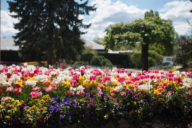 istock Tulip festival in Australia 955179792