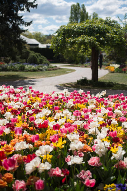 Tulip festival in Australia