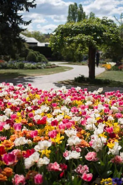 Photo of Tulip festival in Australia