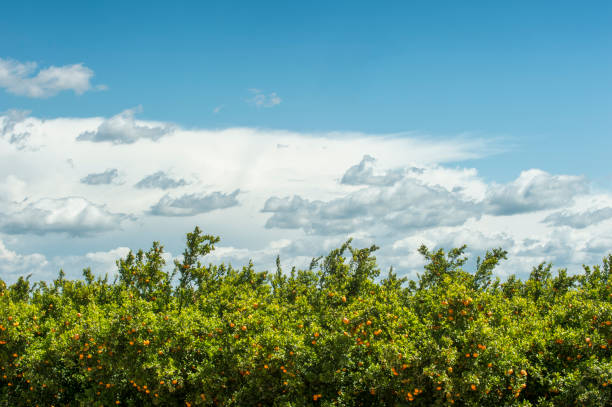 Orchard of mandarin orange trees with ripening oranges still on trees.Taken in the San Joaquin Valley, California, USA.