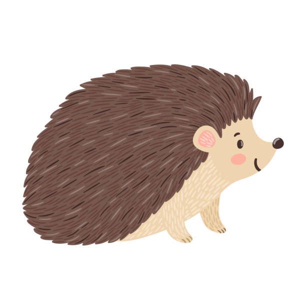 illustrations, cliparts, dessins animés et icônes de illustration vectorielle de hérisson souriant. isolé sur blanc. personnage de dessin animé mignon. - hedgehog