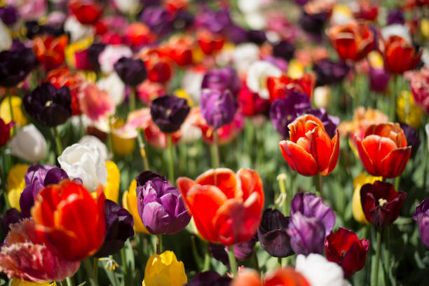 Tulip festival in Australia