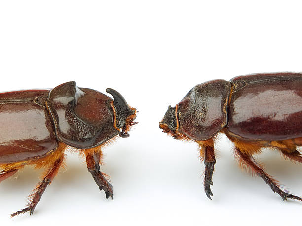 encontro de gigantes - nasicornis - fotografias e filmes do acervo