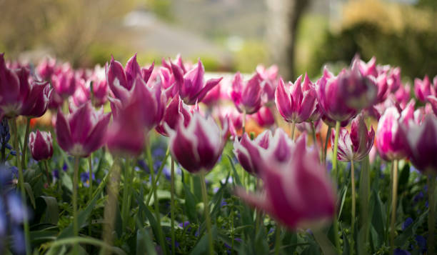 istock Tulip festival in Australia 955183158