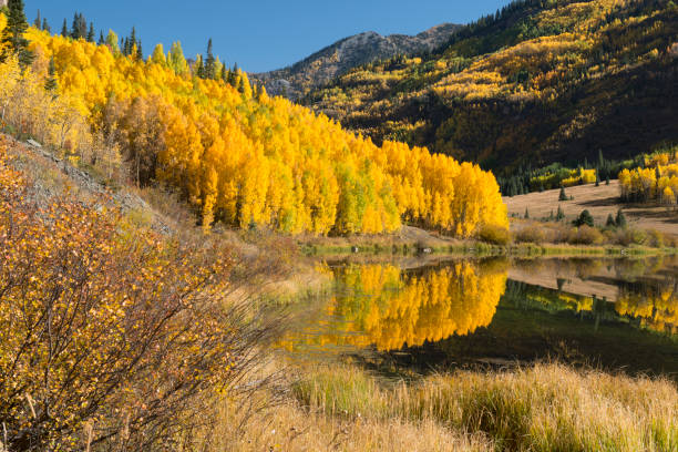 istock Golden Autumn Scenery in Colorado 955183498