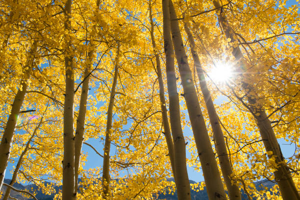 istock Aspen trees in Autumn 955183526