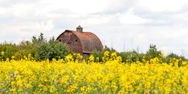 istock Old abandoned barn in a canola field 955183800
