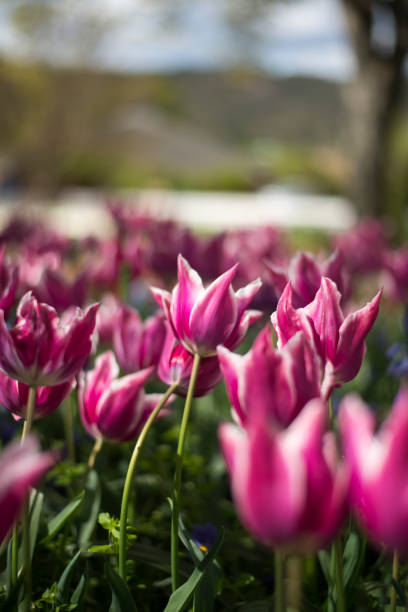 istock Tulip festival in Australia 955185336