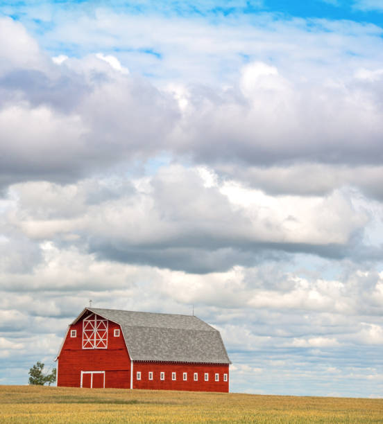 istock Large red barn in autumn wheat field 955185518