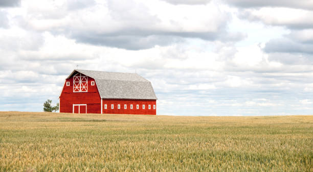 istock Large red barn in autumn wheat field 955185934