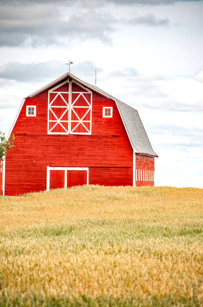 istock Large red barn in autumn wheat field 955185970