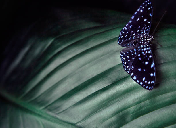 Farfalla seduta tra le foglie verdi, Indonesia, Asia. Scena della fauna selvatica dalla foresta. - foto stock