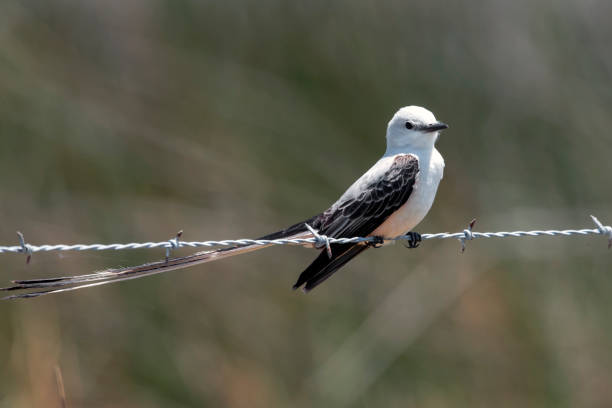 istock Scissor-tailed Flycatcher on a Fence Line 955186748