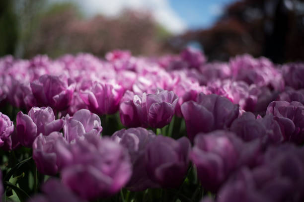 Tulip festival in Australia