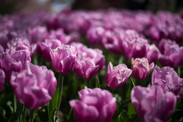 istock Tulip festival in Australia 955189124