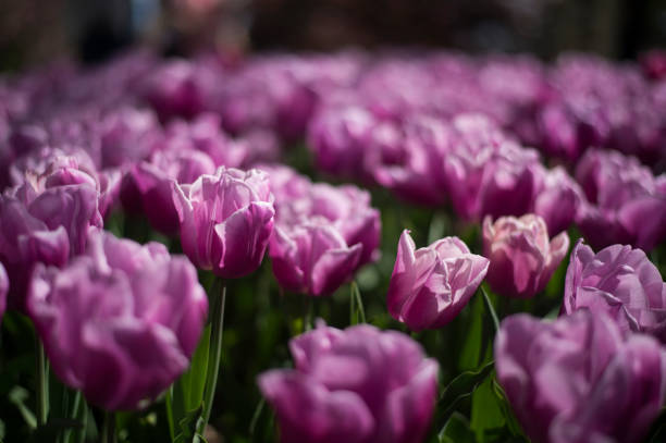 istock Tulip festival in Australia 955189232