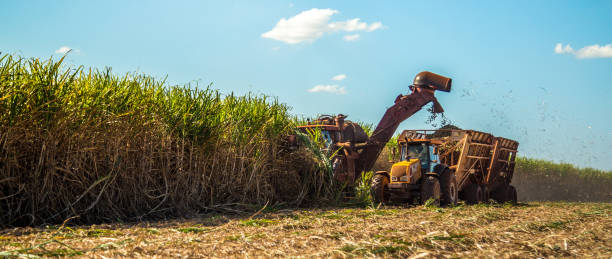 istock Sugar cane hasvest plantation 955191614