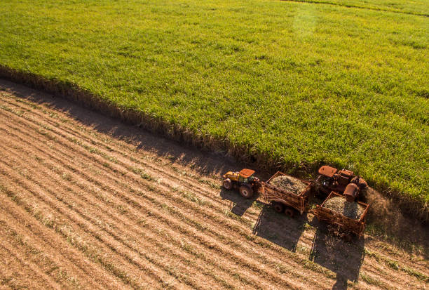 sugar cane hasvest plantation aerial - tractor agricultural machinery agriculture commercial land vehicle imagens e fotografias de stock