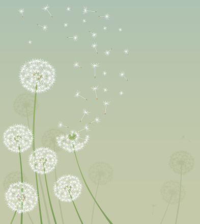Dandelion Background